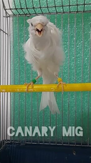 Stunning White Crested Frilled Canary!
