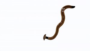 Found a hammerhead worm? Here's how to handle the invasive species in NJ (Don't cut it up)