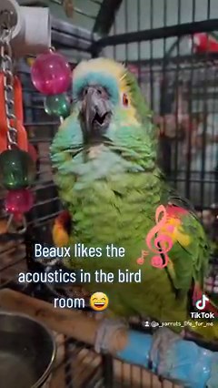 105K views · 5.6K reactions | Our eldest -- Beaux, the Blue-fronted Amazon is 61 this year! ( We are aware his beak overgrows. He gets regular treatments as needed and tolerated). | A Parrot's Life For Me | Facebook