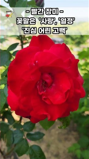 사랑을 상징하는 빨간 장미 #장미 #힐링 #감사 #산책 #치유정원 #임영웅 #사랑해요그대를