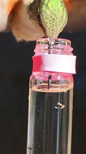 The hummingbird's feeding technique will surprise you #slowmotion #nature #wildlife