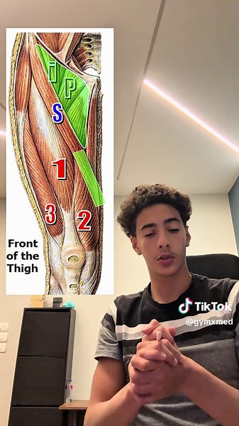 Understanding Thigh Anatomy for Medical Students