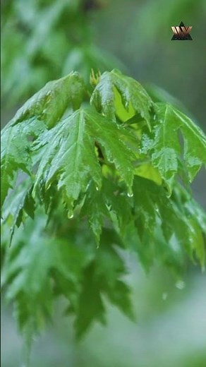 Energise Ajna – Meditational Music | Third Eye Chakra Activation & Healing