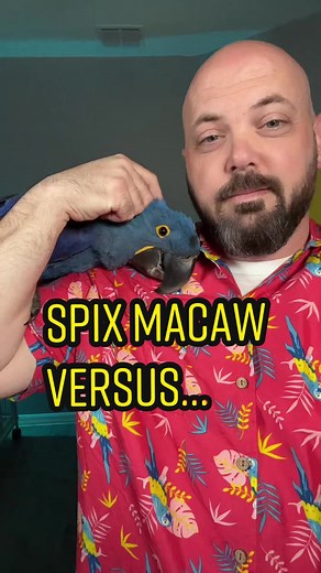 4 different species of “blue macaws” #bluemacaw #hyacinthmacaw #parrotsoftiktok #parrot #aviculture #riomovie #blueparrot #macaw #macawsoftiktok #birdtok