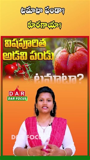 Is Tomato a Fruit or Vegetable? The Real Truth Explained | Latest updates | DAR FOCUS