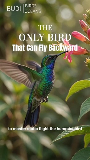 Why Hummingbirds Can Fly Backward While Every Other Bird Simply Can't #bird #hummingbird #wildlife