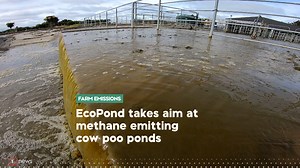 12K views · 59 reactions | Making a dent in reducing our farm emissions could be a bit easier with a bit of new tech dubbed ‘EcoPond’  https://bit.ly/MethaneEmissions_1News_111121 The team behind the system developed by agri company Ravensdown and Lincoln University say it can stop 99.9 per cent of effluent methane emissions, and 4-5 per cent of farm emissions. 1News reporter @isaacgunson went down to the farm to see how it works. | 1News | Facebook