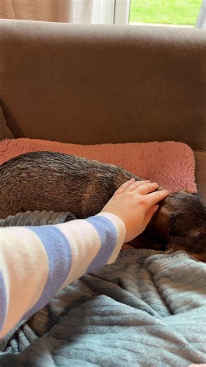 Ellie Daly (@elliedaly52)’s videos with I think I like this little dog - Doug The Pug