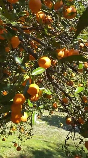 Winter in Australia: Mandarin Picking in Bilpin 🍊 #shorts #fruitpicking
