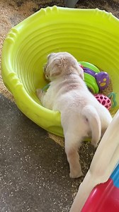 33K views · 4.5K reactions | Let’s rock and roll  Merry Christmas Morning!!! | Fairfax Pines Labrador Retrievers | Facebook