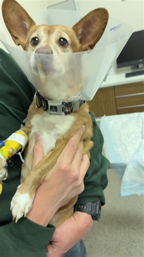 Oscar had a slipped disc pushing into his spine making him unable to walk and start to become paralyzed and unable to potty, they did surgery to repair his back just before midnight 🙏🤞 We’re just 5 minutes away and hoping to see him soon. Pawsitive vibes please 🐾🫶 #foryoupage #dogpack #fyp #doglife #unconditionallove