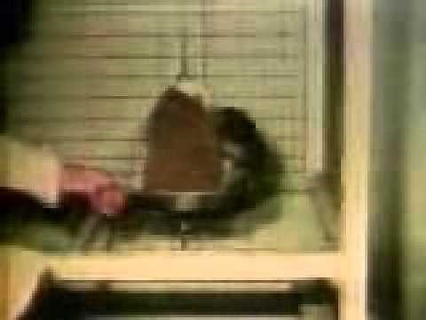 Rock A Bye Baby ( FULL DOCUMENTARY)- Harlow experiments on monkeys