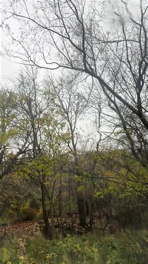 Raining sounds #nature #foryou #stressrelief