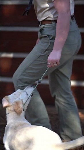 Puppy Training 101: Singles - Beginning Retrieval Training