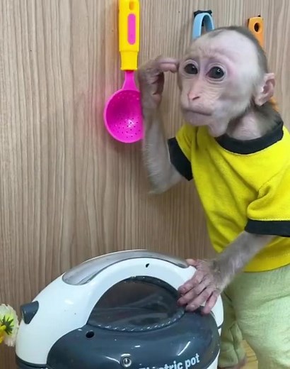 Young Monkey Engages in Playful Cooking Activities