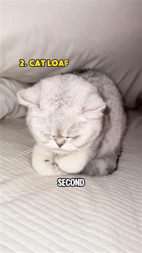 Cat behavior facts #youtubeshorts #facts #cat #knowledge