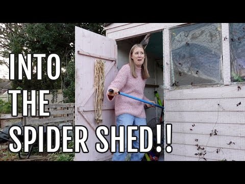 VENTURING INTO THE SPIDER SHED! / EMMA'S ALLOTMENT DIARIES