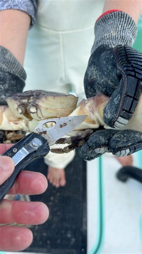 You can also use a knife to remove the stone crab claws to ensure a clean break! Remember we can not harvest the body of the crab and they can regrow the claws! | Capt. Nick Stanczyk