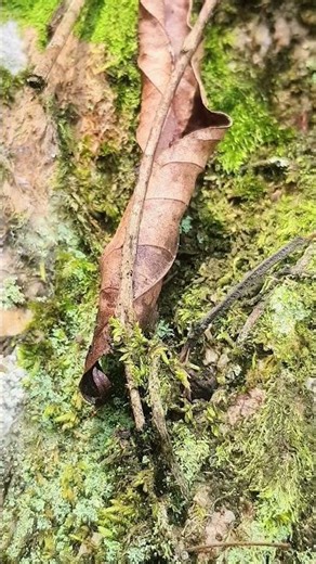 A walk with Ants in Slow motion..... 🐜