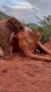 47K views · 4.6K reactions | Bun Ma and ChaBa , both mother and baby have so much fun! | Elephant Nature Park | Facebook