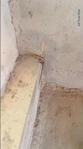 Close-Up of a Fast Skink Lizard Sprinting Across the Steps | Long-tailed Skink Lizard #lizard