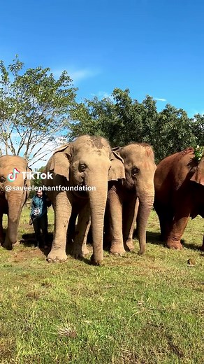 Today, on International Women’s Day, we honor a remarkable woman who has devoted her life to animals and nature — Saengduean “Lek” Chailert, founder of Save Elephant Foundation. The word “Lek,” meaning “small” in Thai, may describe her nickname and petite appearance, but the heart and mission she carries are far greater than words can express. For decades, Lek has dedicated her life to being a voice for animals who cannot speak for themselves. She has stood firmly against animal cruelty, advocat
