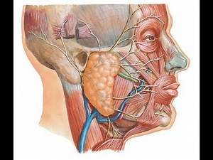 Surface anatomy of parotid gland and duct DR SAMEH GHAZY