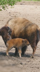 Need an instant mood booster? In this video, watch as our bison calves release some energy. Newborn bison calves can stand within minutes of birth and have the ability to run within just a few hours. They can even reach speeds of 30-35 mph! This rapid development and speed are adaptations which help bison calves evade predators in the wild and keep up with the herd. There are now EIGHT baby bison born this spring around the exhibit! See if you can spot all the new additions to the herd! | Bronx 