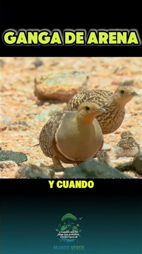Vuela 30 km cada día por una razón que te romperá el corazón: la ganga de arena 🐦