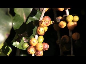 Coffee Essentials – Impact of coffee rust on global production
