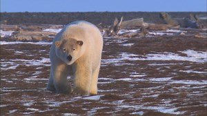 Nature - A Polar Bear Approaches - Twin Cities PBS