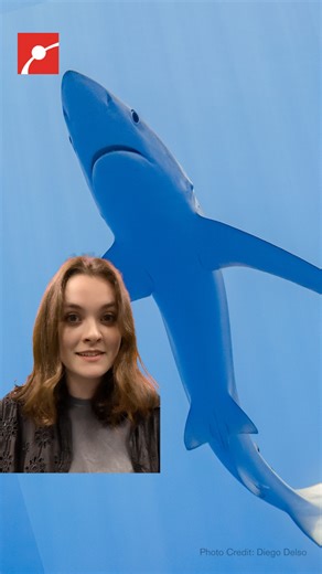 Museum of Science | Can blue sharks change color? 🦈🌈 Blue sharks might shimmer blue, green, or even gold, thanks to tiny crystals in their skin. These... | Instagram