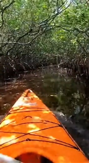 POV Sudden Threat Python Drops Into The Kayak