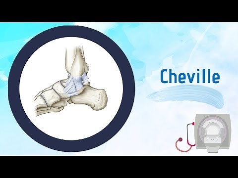 Anatomy of the Ankle Joint - Scandium Theory