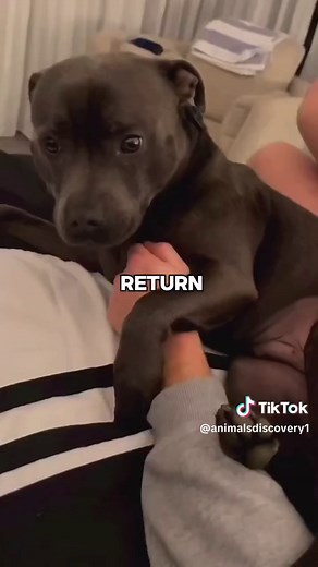 Meet the Staffy: A Loving and Loyal Pet Dog Breed