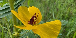 Partridge Peas, Caterpillars, Berries