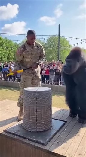 Gorilla vs USA Army Officer – Ultimate Strength Test 🦍💪🇺🇸 #Reels #Viral #FYP #gorilla #Wildlife