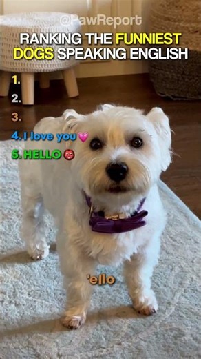 DOGS THAT SOUND LIKE HUMANS😂🐶🗣️