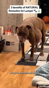 Honestly, I'm nervous about sharing this story. But if fatty lumps on your dog or watching those bumps multiply every month is ruining your life, you deserve to know what I discovered. My reality for the past 14 months has been absolute hell — feeling every new lump during cuddles, googling "is this cancer?" at 3am, avoiding the topic with other dog parents. Enjoying my time with Charlie became impossible. Peaceful sleep was off-limits. Vet visits turned into a nightmare. Every single day revolv