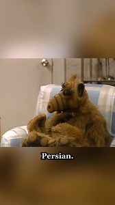 Apparently, ALF can tell a cat’s age just by the smell, impressive! #ALF #comedyreels #humor #sitcom #cats | Alf