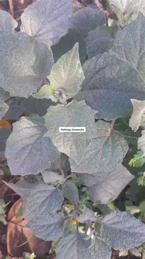 Discovering Nalongo Kiwanuka: A Kenyan Talent