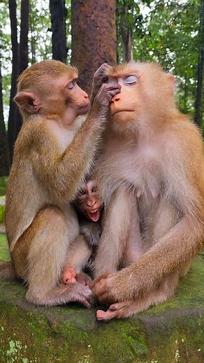 Adorable Monkey Sara #ReelMonkey #Sara | Monkeys & Food