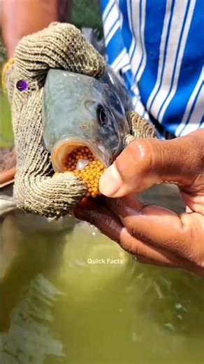 Why Is This Fish A Mouthbrooder?