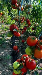 O aspirina vă poate îmbunătăți producția de tomate🤗 Această fertilizare protejează planta împotriva manei și a bolilor fungice,previne maturitatea plantei…de asemenea previne crăparea tomatelor la coacere.. cat și apariția mucegaiului în timpul coacerii..dar planta va continua să lege flori!🤗😘 | Acasa la Misha