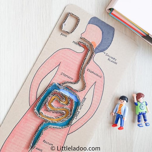 Digestive system Maze - Fun way to learn how Food Travels