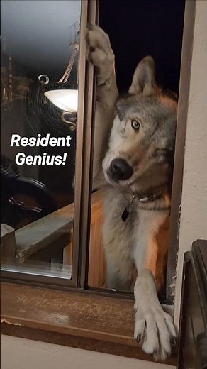 There's a Wolf in my House! #petwolf #honeythewolf #wolf #smartpets