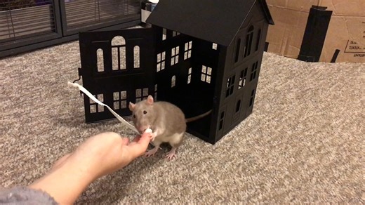 Esther Minic-Rosenthal on Instagram: "Bean doing her "into a lantern" trick! Here she had to open the lantern, go inside, and close the door, a fun sequence of tricks that she genralized from the "go to crate trick" quite well! . Want help with training your rats tricks? I have a rat training book available here! https://www.etsy.com/listing/1605480026/the-ultimate-guide-to-rat-training https://amzn.to/484u2Mv"