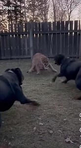 Two Rottweilers Face Off Against Mountain Lion in Suburban Backyard Standoff Morehead, Kentucky – December 2, 2025 A quiet evening in a suburban Morehead neighborhood took a terrifying turn when a mountain lion wandered into a fenced backyard — only to find itself confronted by two territorial Rottweilers who refused to back down. The intense standoff was captured on a home security camera and has since stunned viewers across the region. The video opens with the mountain lion crouched low in the