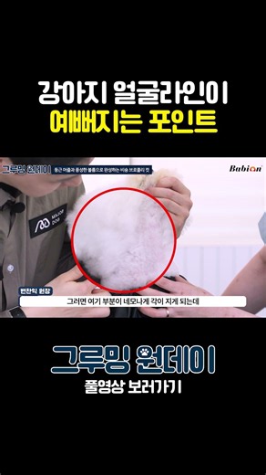 강아지 얼굴라인이 예뻐지는 포인트는? #그루밍원데이 #강아지 #반려견 #비숑미용 #비숑쇼츠 #애견미용사 #애견미용 #애견미용교육