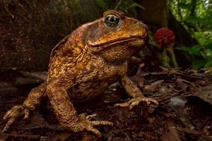 Cane toads fling their tongues so hard the recoil slaps their heart